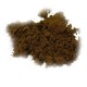 Chaga mushroom (Inonotus obliquus)