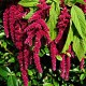 ﻿Amarant (Amaranthus caudatus)