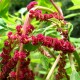 ﻿Amarant (Amaranthus caudatus)