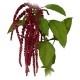 ﻿Amarant (Amaranthus caudatus)