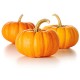 ﻿﻿Kürbiskern (Cucurbita pepo﻿)