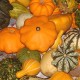 ﻿﻿Tykev obecná﻿﻿ (Cucurbita pepo﻿)