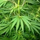 Hemp (Cannabis sativa)