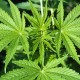 Hemp (Cannabis sativa)