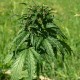 Hemp (Cannabis sativa)