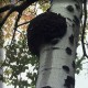 Chaga mushroom (Inonotus obliquus)