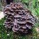 MAITAKE - Klapperschwamm (Grifola frondoza)