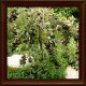 Black chokeberry (Aroniae melanocarpa)