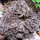 MAITAKE - Klapperschwamm (Grifola frondoza)