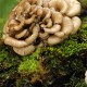 MAITAKE (Ram's head) (Grifola frondoza)