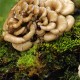 Maitake - Żagwica listkowata﻿﻿﻿﻿﻿﻿﻿﻿﻿﻿﻿ (Grifola frondoza)