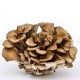MAITAKE - Klapperschwamm (Grifola frondoza)