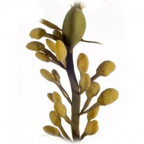 Ascophyllum nodosum (Kelpa) mořská řasa
