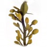 Rockweed - Norwegian kelp (Ascophyllum nodosum)