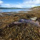 Ascophyllum nodosum Wodorost