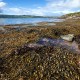 Rockweed - Norwegian kelp (Ascophyllum nodosum)