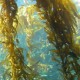 Rockweed - Norwegian kelp (Ascophyllum nodosum)