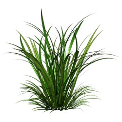 Citronová tráva (Cymbopogon citratus﻿)﻿