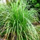 Citronová tráva (Cymbopogon citratus﻿)﻿