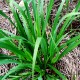 Citronová tráva (Cymbopogon citratus﻿)﻿
