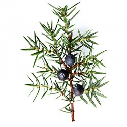 Juniper fruit - 35g