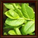 Bilberry﻿﻿﻿﻿﻿﻿﻿﻿ (﻿﻿﻿﻿Vaccinium myrtillus)