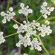 Rasca rímska (Cuminum cyminum)