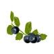 Czarna borówka﻿﻿﻿﻿﻿﻿﻿﻿ (﻿﻿﻿﻿Vaccinium myrtillus)
