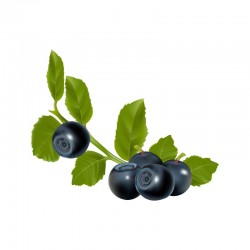 Heidelbeere﻿﻿﻿﻿﻿﻿﻿﻿ (﻿﻿﻿﻿Vaccinium myrtillus)