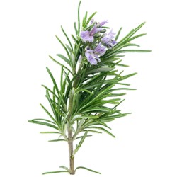 Rozmarýn lékařský (Rosmarinus officinalis)