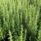 Rozmarýn lékařský (Rosmarinus officinalis)