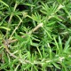 Rozmarýn lékařský (Rosmarinus officinalis)
