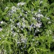 Rozmarýn lékařský (Rosmarinus officinalis)