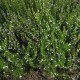 Saturejka zahradní (Satureia hortensis)