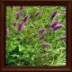 Bukwica zwyczajna (Betonica officinalis)