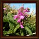Bukwica zwyczajna (Betonica officinalis)