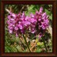 Bukwica zwyczajna (Betonica officinalis)