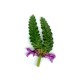 Bukwica zwyczajna (Betonica officinalis)