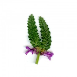 Purple betony (Betonica officinalis)