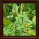 DVOUZUBEC TROJDÍLNÝ (Bidens tripartita)