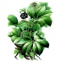 Thorn Plant root - 50g