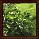 Thorn Plant (Eleutherococcus senticosus) 