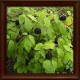 Thorn Plant (Eleutherococcus senticosus) 
