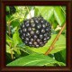 Thorn Plant (Eleutherococcus senticosus) 