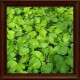 Wakrota azjatycka/Gotukola (Centella asiatica)﻿