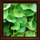 Wakrota azjatycka/Gotukola (Centella asiatica)﻿