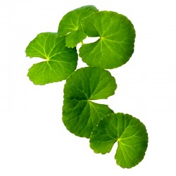 Pupečník asijský/Gotukola (Centella asiatica)﻿