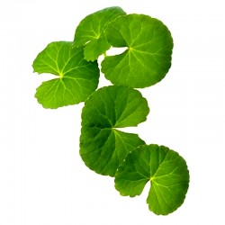 Indische Wassernabel, Gotu kola (Centella asiatica)﻿