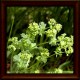 Przywrotnik pospolity (Alchemilla vulgaris)