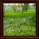 Lady's mantle (Alchemilla vulgaris)